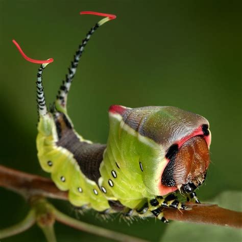 Imagenes De Los Insecto Mas Bellos Del Mundo Insectos El Mundo Y Oruga