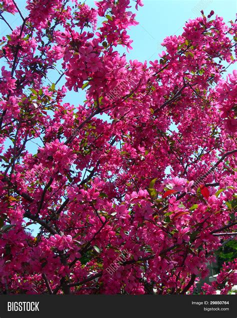 Hot Pink Flowering Trees In Spring Stock Photo And Stock