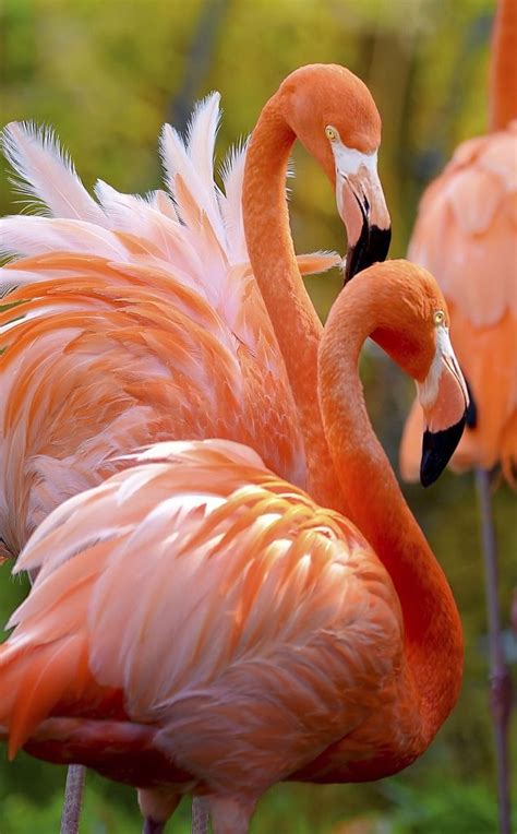 Flamingos CISNE PAVO REAL CIGUEÑA FLAMINGO PELICANO FAISAN