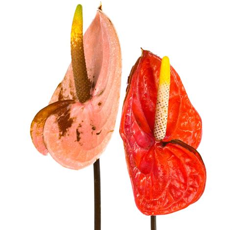 Why Anthurium Leaves Have Brown Spots What To Do About It
