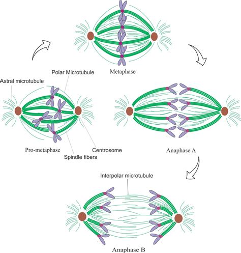 Metaphase Spindle Fibers
