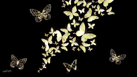 Black Butterfly Background 59 Images