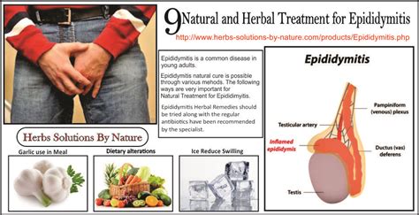 9 Natural And Herbal Treatment For Epididymitis Herbal Treatment