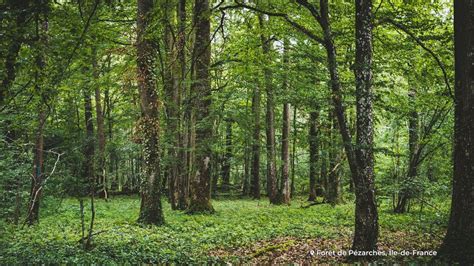 Quest Ce Quune Forêt Domaniale Communale Ou Privée Ecotree