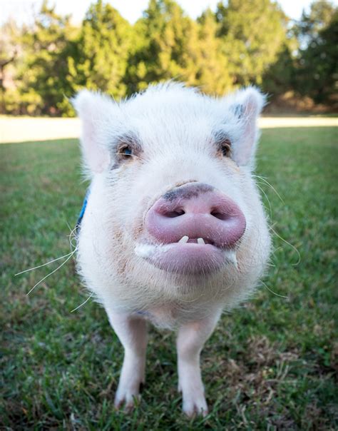 Mini Pig Oscar Is Losing His Teeth Life With A Mini Pig