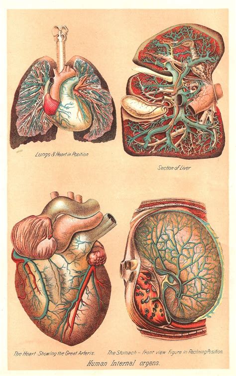 Usually there is no fixing or changing the way dysfunctional organs are. This is a color plate from a vintage medical and health ...