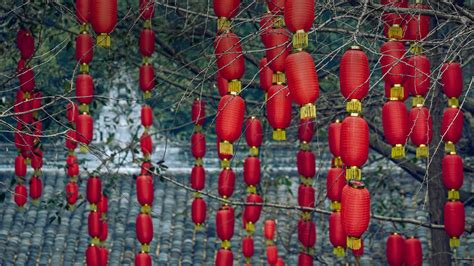Red Lanterns Hanging On Trees During The Lantern Festival In Chengdu