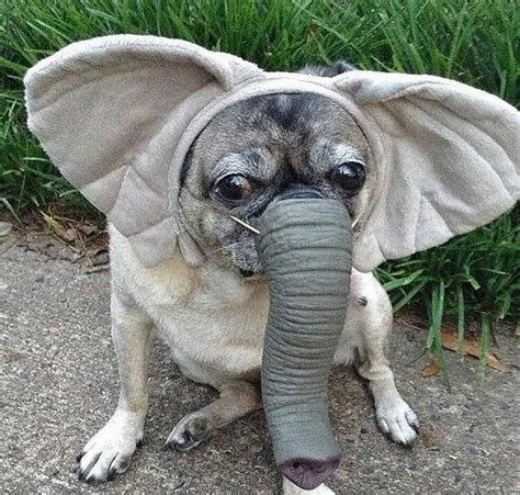 Funny Animal Pictures Cute Funny Animals Animals Dog Pugs In Costume