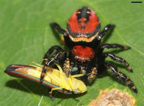 Jumping spiders are part of the salticidae family. The Amount Of Food Spiders Eat Each Year Will Haunt You ...