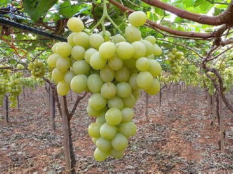 Più apprezzate uve da tavola, ha una polpa carnosa, con acini grossi e buccia sottile; L'uso dei fitoregolatori nell'uva da tavola - AgroNotizie ...