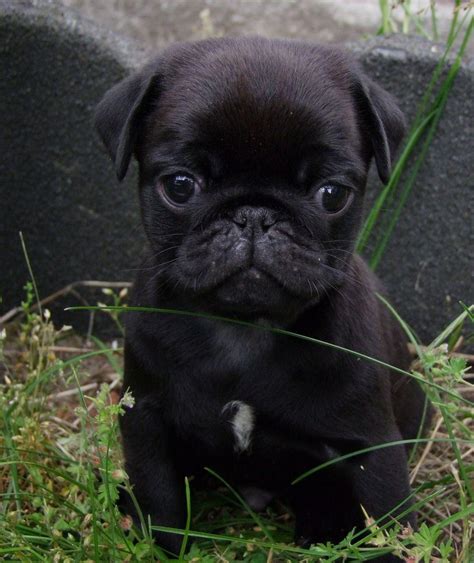 Black Pug Puppy Doesnt Get Better Than This Raww