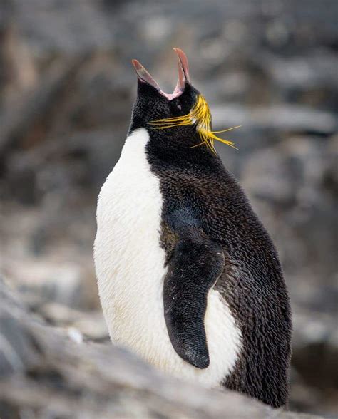 Macaroni Penguin Screaming Nomadasaurus Adventure Travel Blog