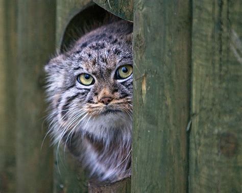 The Manul Cat Is The Most Expressive Cat In The World Pallas S Cat