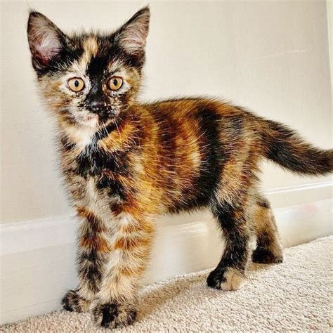 Warrior Cats Kittens Fox Calico Cats Dilute Tortoise Shell