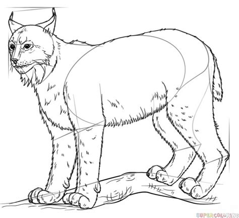 How To Draw A Lynx Step By Step Drawing Tutorials For Kids And