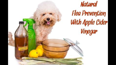 You can also mix up an essential oil spray for clover mites or as a home remedy for leaf miners. NATURAL DIY FLEA SPRAY FOR DOGS - HOW TO GET RID OF DOGS ...