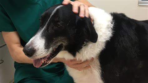 Scout The Border Collie Shot With Bb Gun Finds New Home With Veterinarian