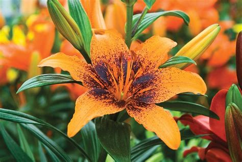 Growing Lilies How To Plant And Care For Lily Flowers Garden Design