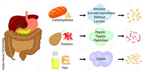Enzymes Breaking Down Food Into Nutrients Digestive Systems Work