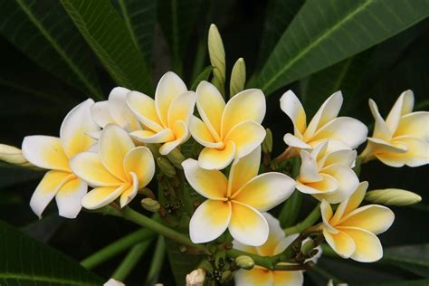 MonoÏ à La Fleur De Frangipanier Heiva 99 Monoï De Tahiti Ao 150ml