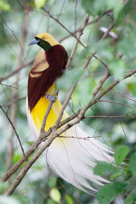 Raja Ampats Birds Of Paradise Indonesia Wildlife Holiday Asia Group
