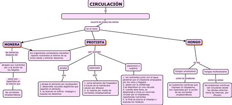 Circulacion En Monera Protista Y Hongo Web Itif Centrobiologia