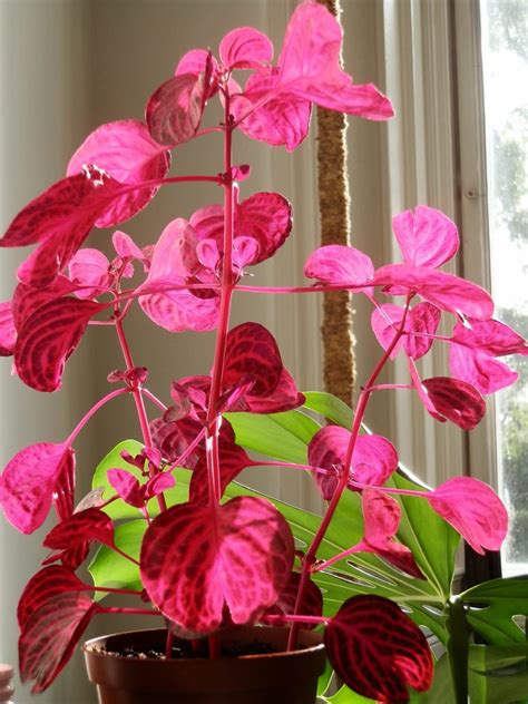 One of the easiest house plants to grow, red aglaonema can tolerate rooms with poor lighting. Iresine - the Plant Species with Red Leaves