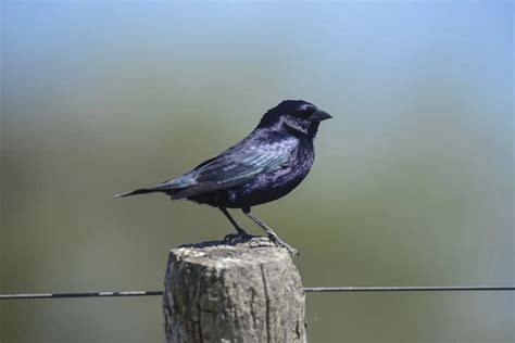 18 Species Of Blackbirds In North Carolina Pictures And Id Guide