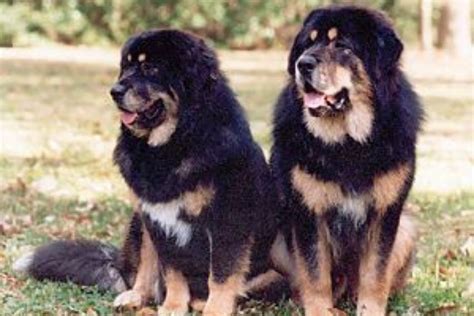 Husky Tibetan Mastiff Mix 3 Reasons Why They Are Good And Bad