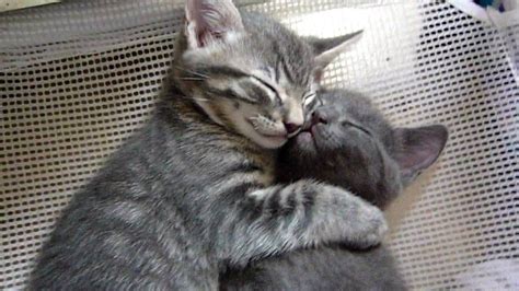 Kittens Hugging Each Other With Images Cat Hug Kittens Cutest