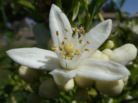 Sweet fruit from the bitter tree. Citrus; Citron Tree; Fruit, Citrus; Lemon Tree; Orange ...