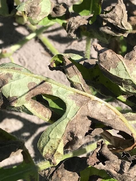 May 23 Watermelon Crop Update Panhandle Agriculture