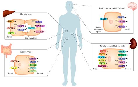 Toxins Free Full Text The Interplay Between Uremic Toxins And Albumin Membrane Transporters