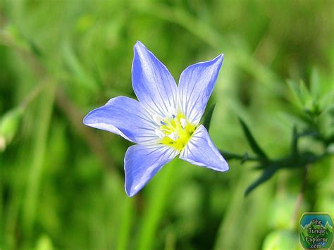 Wild Blue Flax Flower Linum Lewisii