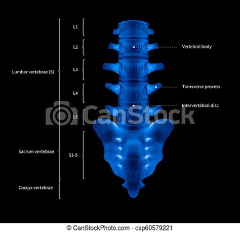 Infographic Diagram Of Human Lumbar Vertebrae With Sacrum Or Spine Bone