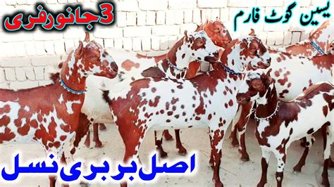 Pur Vip Original Tadi Barbari Bacho Wali Bakriyan Colorful Janwar For