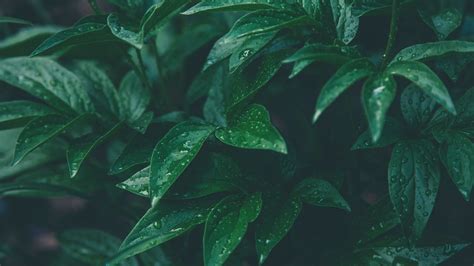 25 Excellent Green Aesthetic Wallpaper For Desktop You Can Save It For