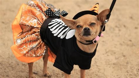 Funny Halloween Costumes Ideas For Dogs Last Minute Pet Dress Up Ideas