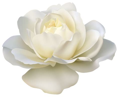 White Rose Png Download Image Png Arts