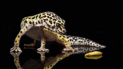 If you're in search of the best leopard gecko wallpaper, you've come to the right place. Leopard Gecko Wallpapers - Wallpaper Cave