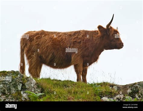 Highland Cow Isle Of Mull Scotland Stock Photo Alamy