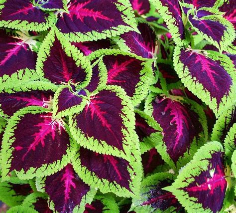 Recommended Tipshow To Grow Coleus Plants Recommended Tips