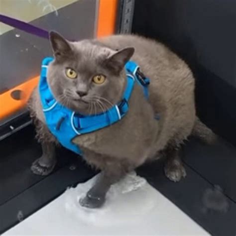 Watch Adorable Fat Cat Refuses To Use Underwater Treadmill