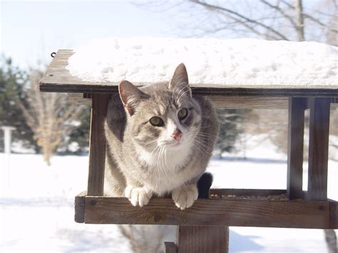Protecting Cats In Winter Cat Daily News