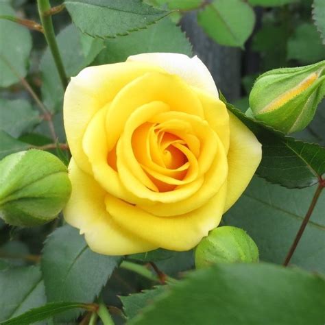 Yellow Babe Spray Roses Florabundance Wholesale Flowers