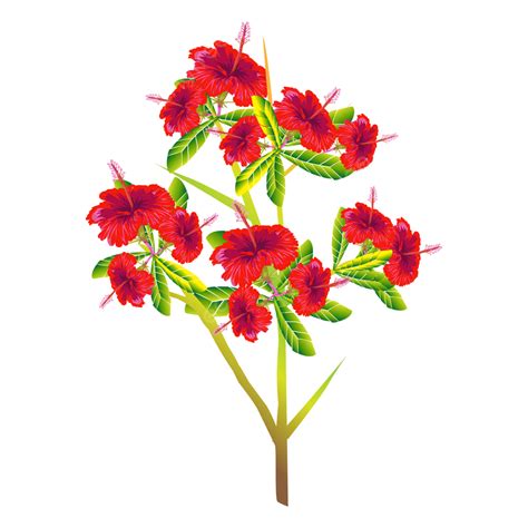 Hibiscus Flower Illustration Hibiscus Flower Clip Art Elegant Png