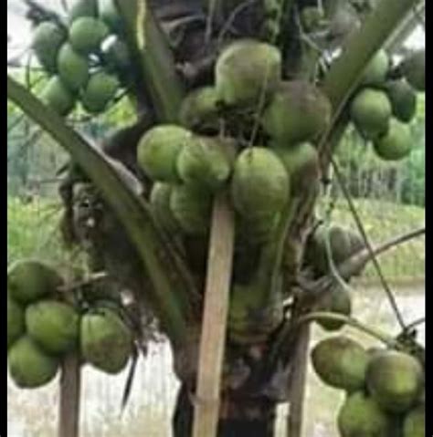 20 thn kelapa sawit berbuah. Bibit Kelapa Pendek Bangkok umur 3 Tahun sdh Berbuah ...