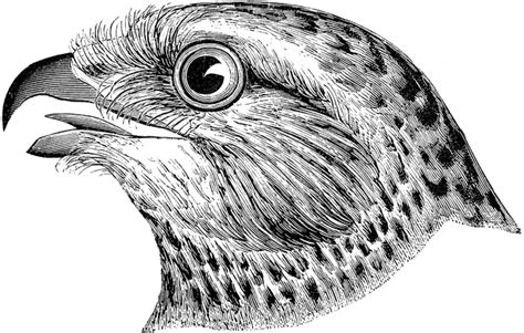 Download pencil drawing stock photos. Marsh Hawk | ClipArt ETC