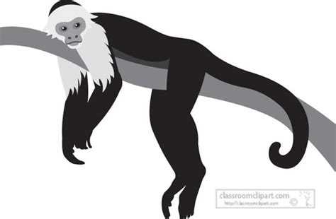 Animals Gray And White Clipart Spider Monkey Resting On Tree Branch