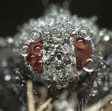 Dew Covered Insects Photographed In The Middle Of The
